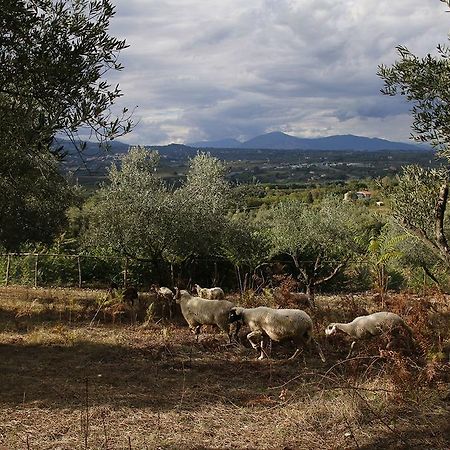 Tenuta Cerreto Calvi Vecchia Eksteriør billede
